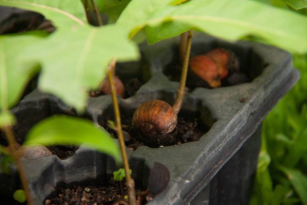 oak seedlings - CC0 via Pixabay