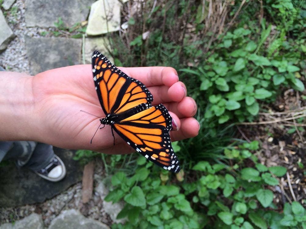 monarch on child hand