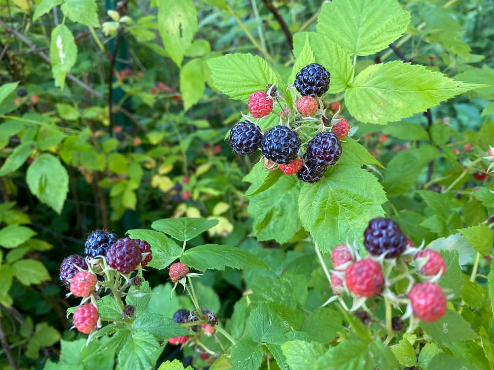 raspberry background