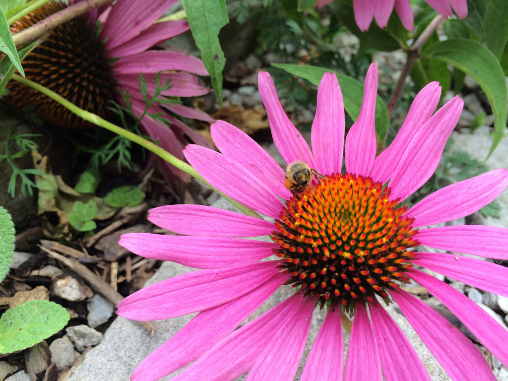 bee and coneflower