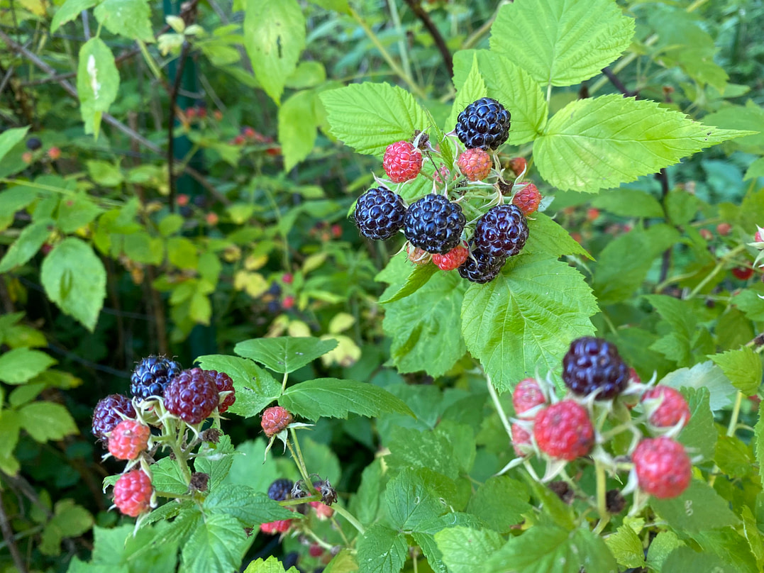 raspberry background
