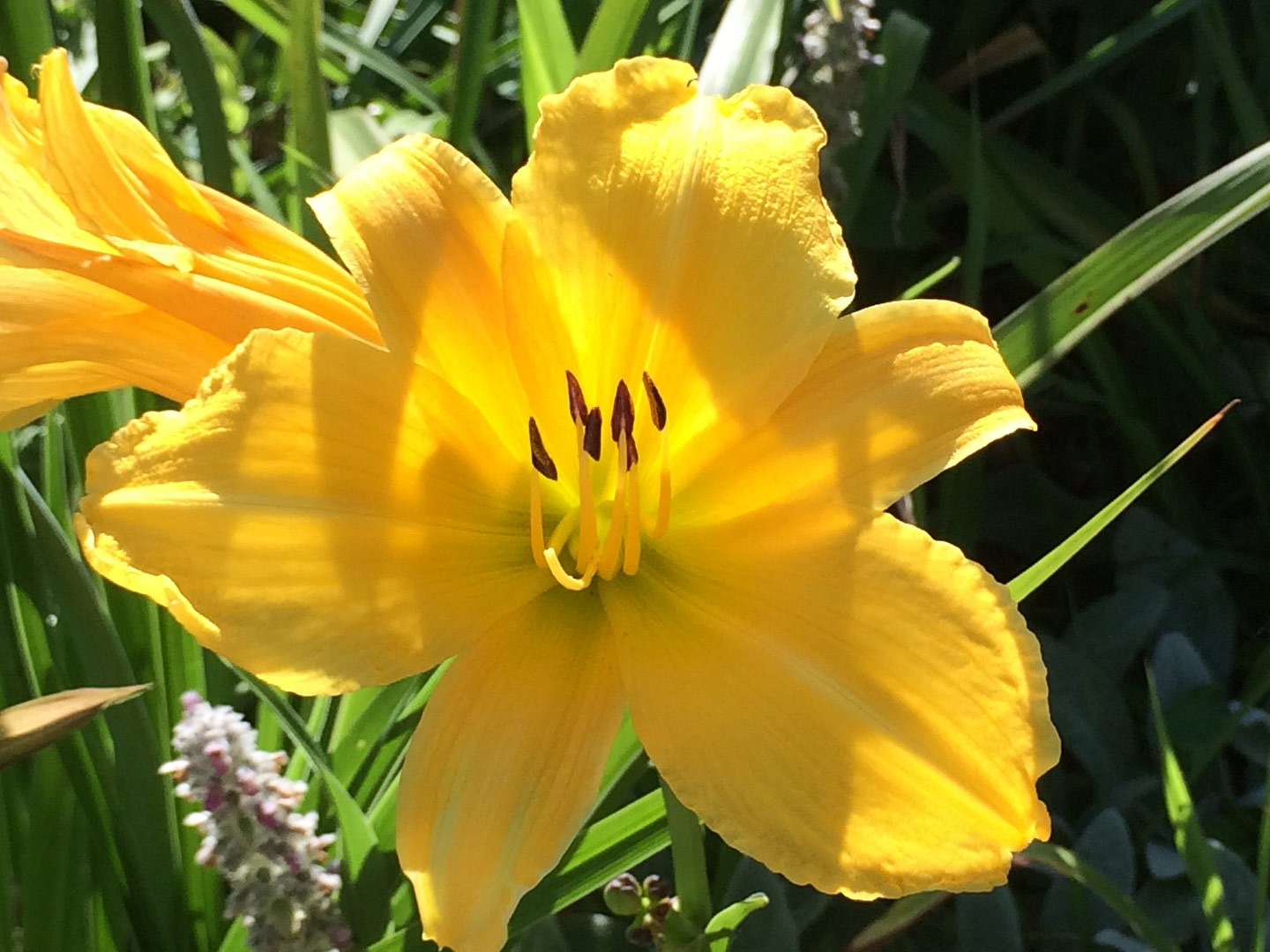 yellow daylily