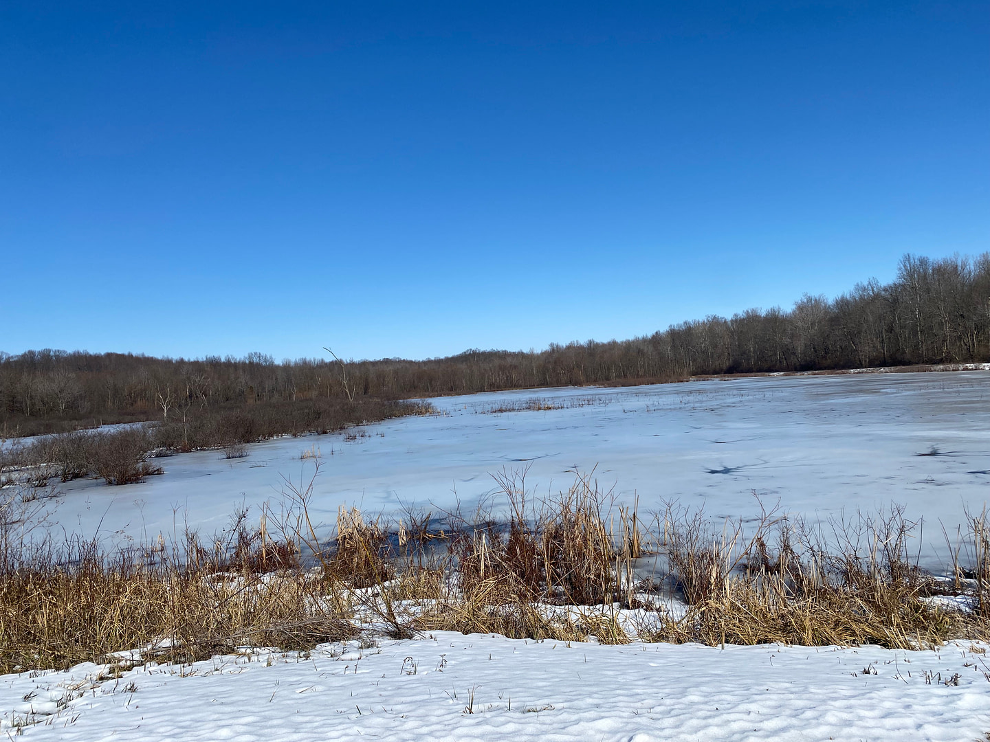 flooded wetland near river otter release