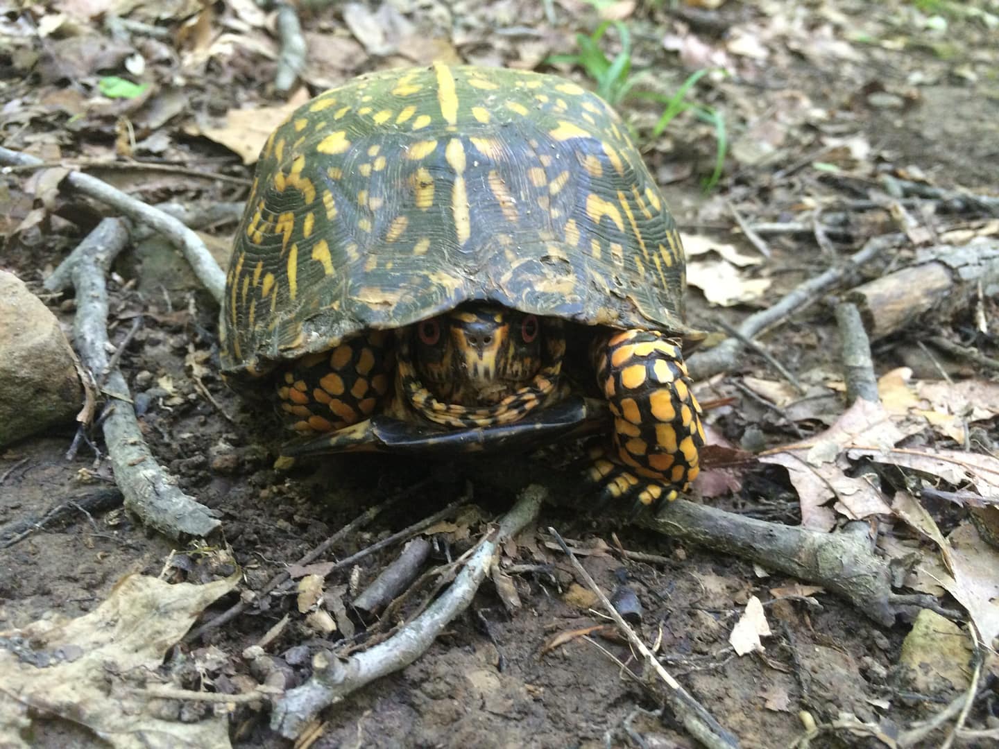 box turtle in the forest