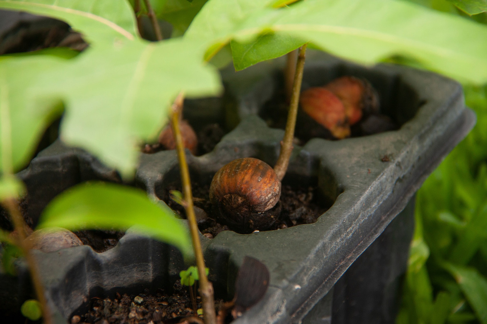 oak seedlings - CC0 via Pixabay