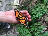 monarch on hand
