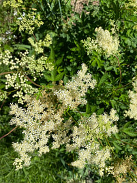 IMG_0673 meadowsweet in bloom