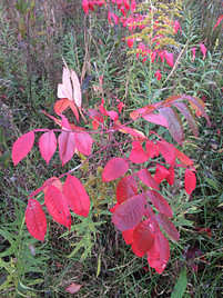fall sumac