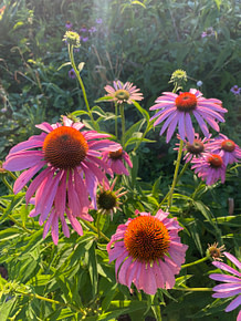 coneflowers in the garden