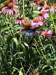 butterfly on echinacea