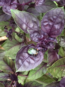 purple basil
