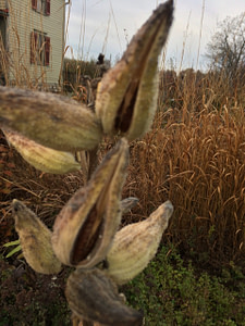 milkweed pods in Chicago