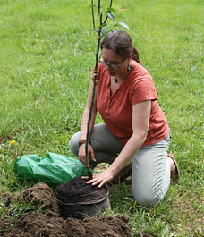 tree planting in Indy