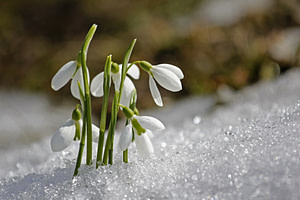 snow drops in snow CC0