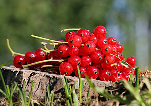 currants CC0