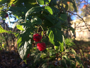 red raspberry