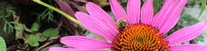 bee on coneflower