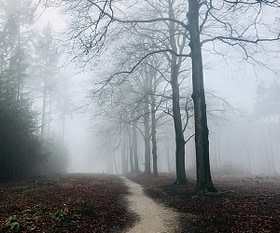 misty path