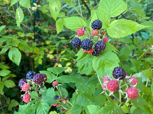 raspberry background