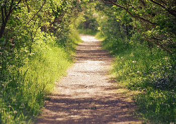 Photo by Megan Lee gray dirt road between green grass and trees during daytime