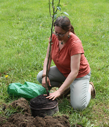 tree planting in Indy