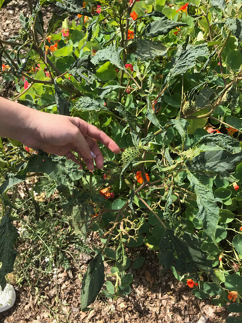 Garden tour garden tour