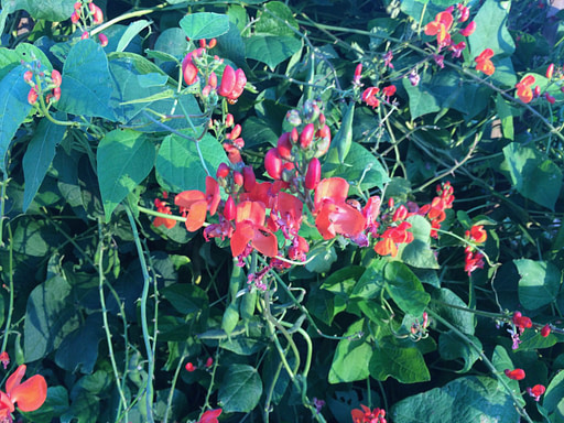 runner beans in the garden