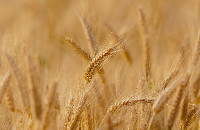 grain field