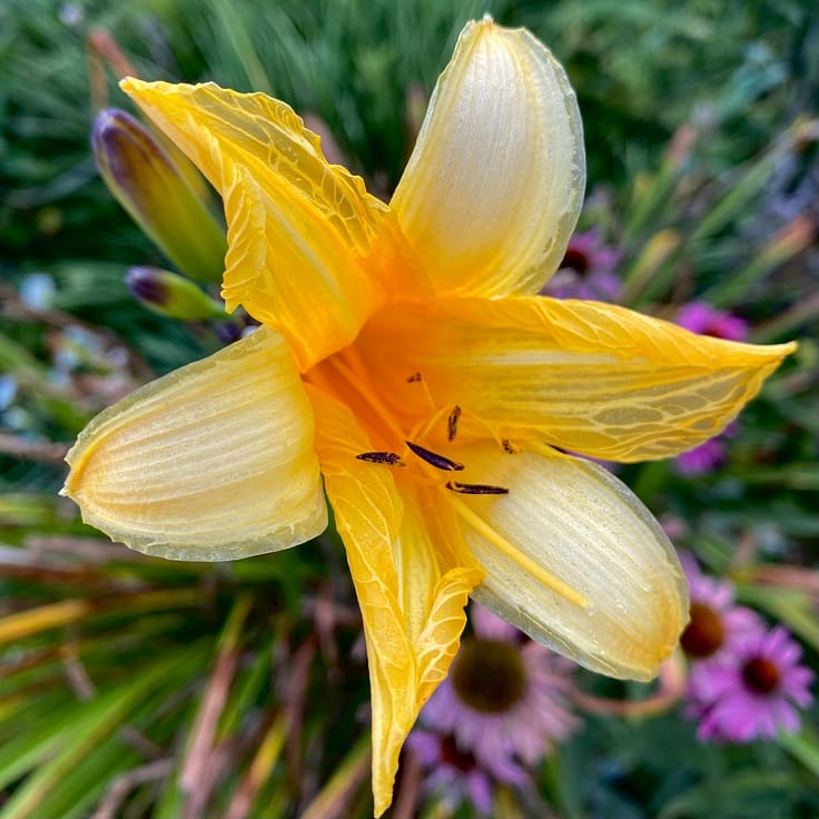 late day lily