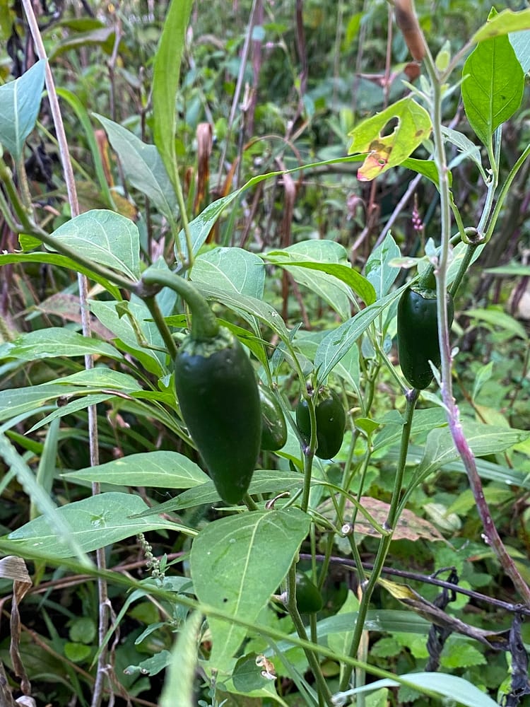 jalapeño variety that thrives in our changing climate