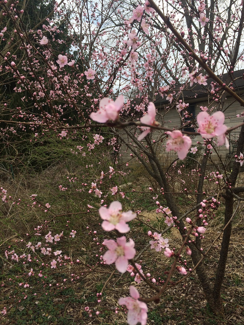 peach blossoms