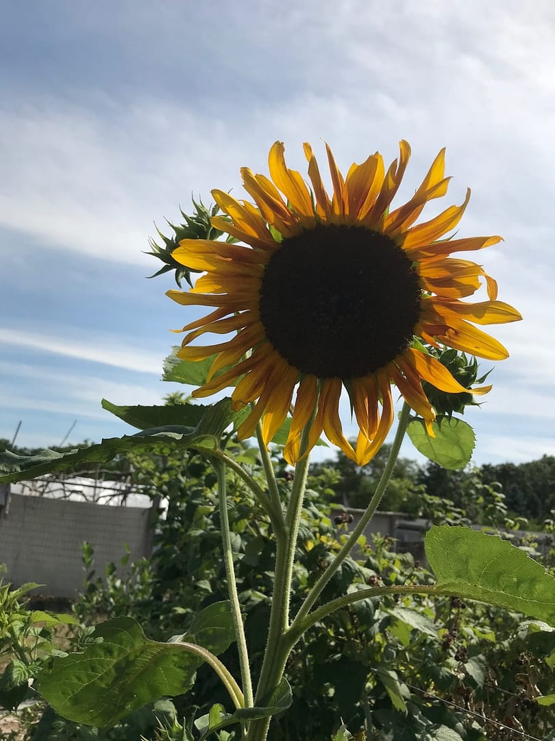 Sunflower in a garden