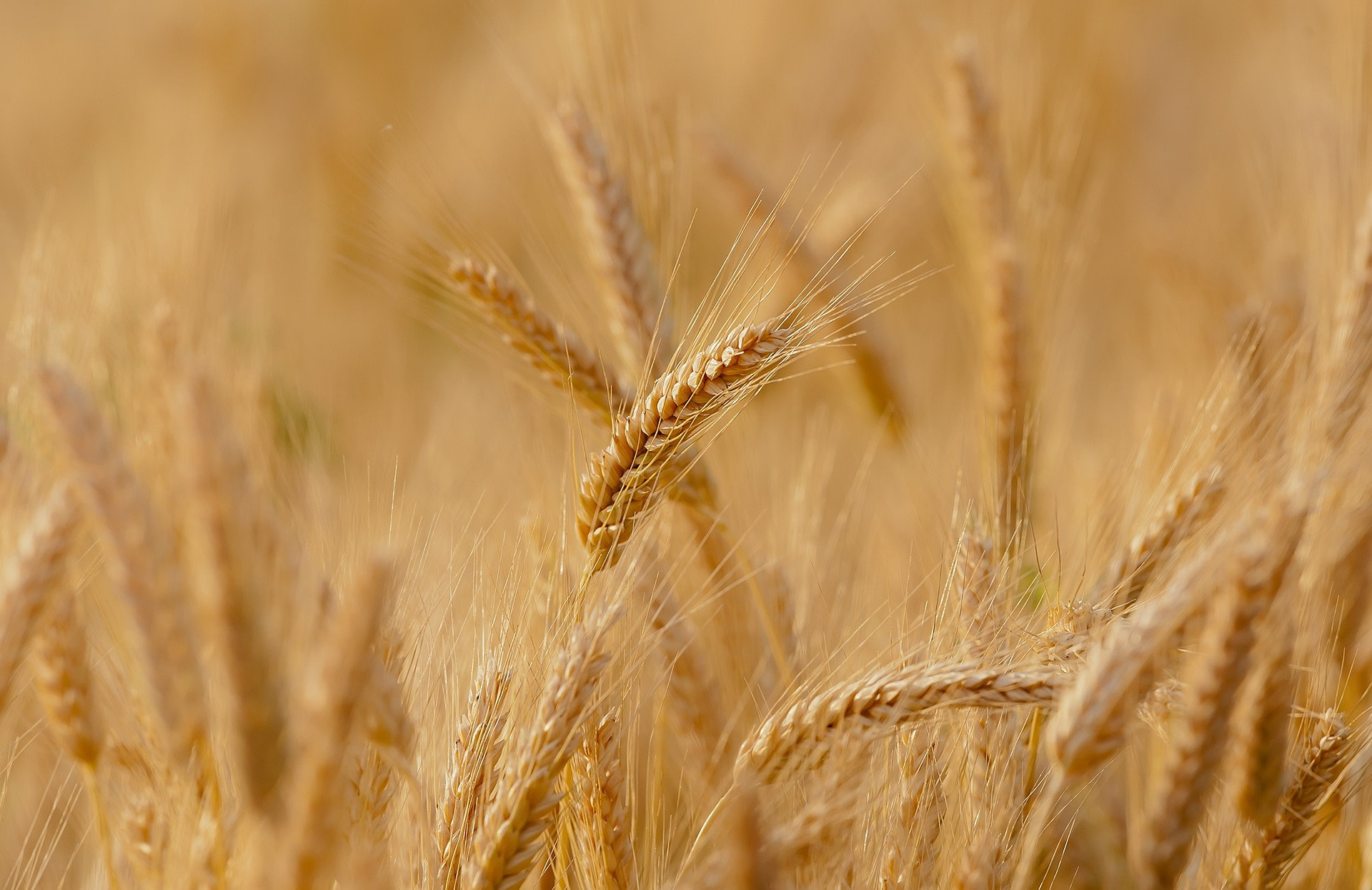 grain field