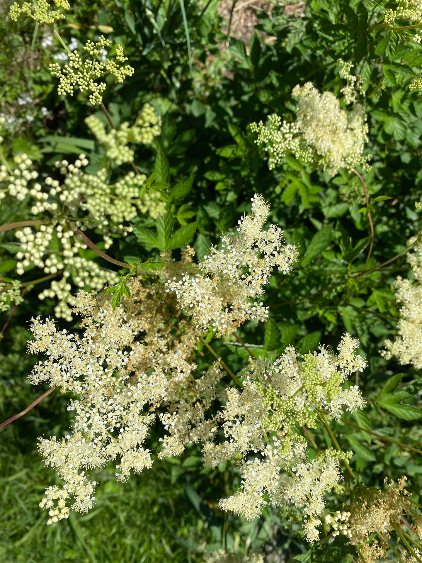 meadowsweet in bloom