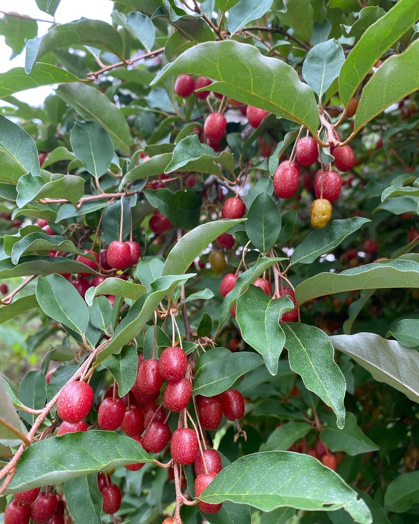 goumi berry in the garden