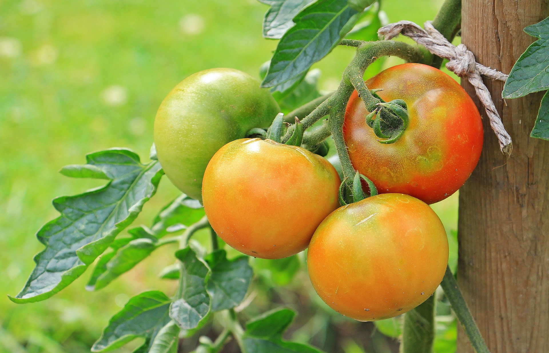 tomatoes in the garden