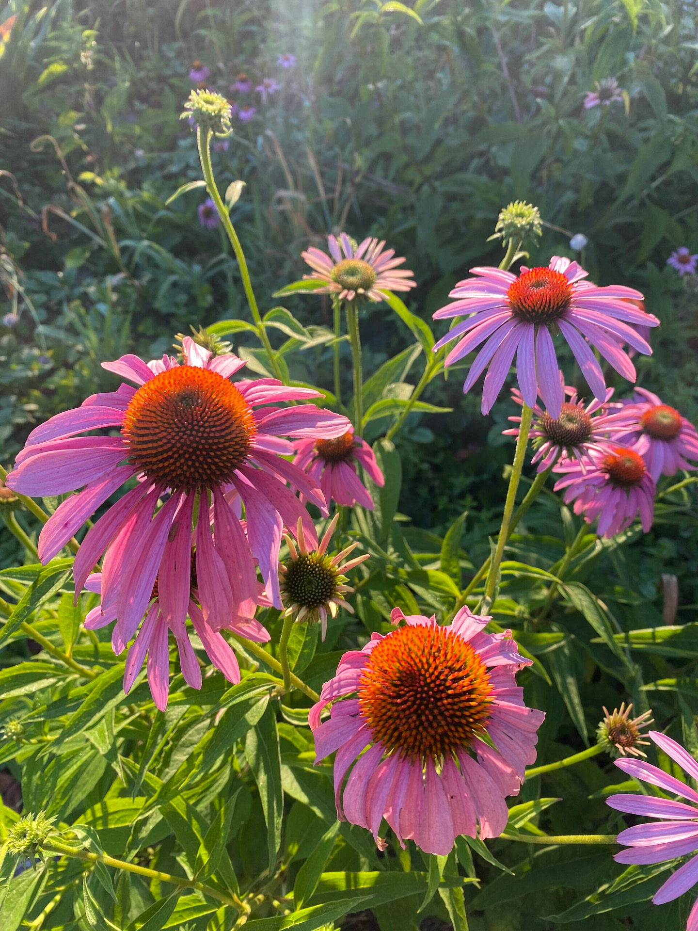 coneflowers in the garden